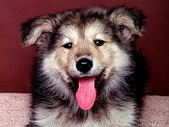 A True Friend, Shepherd